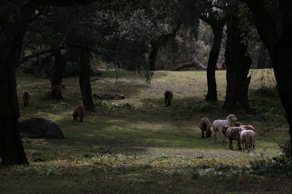 Ovejas en la Dehesa