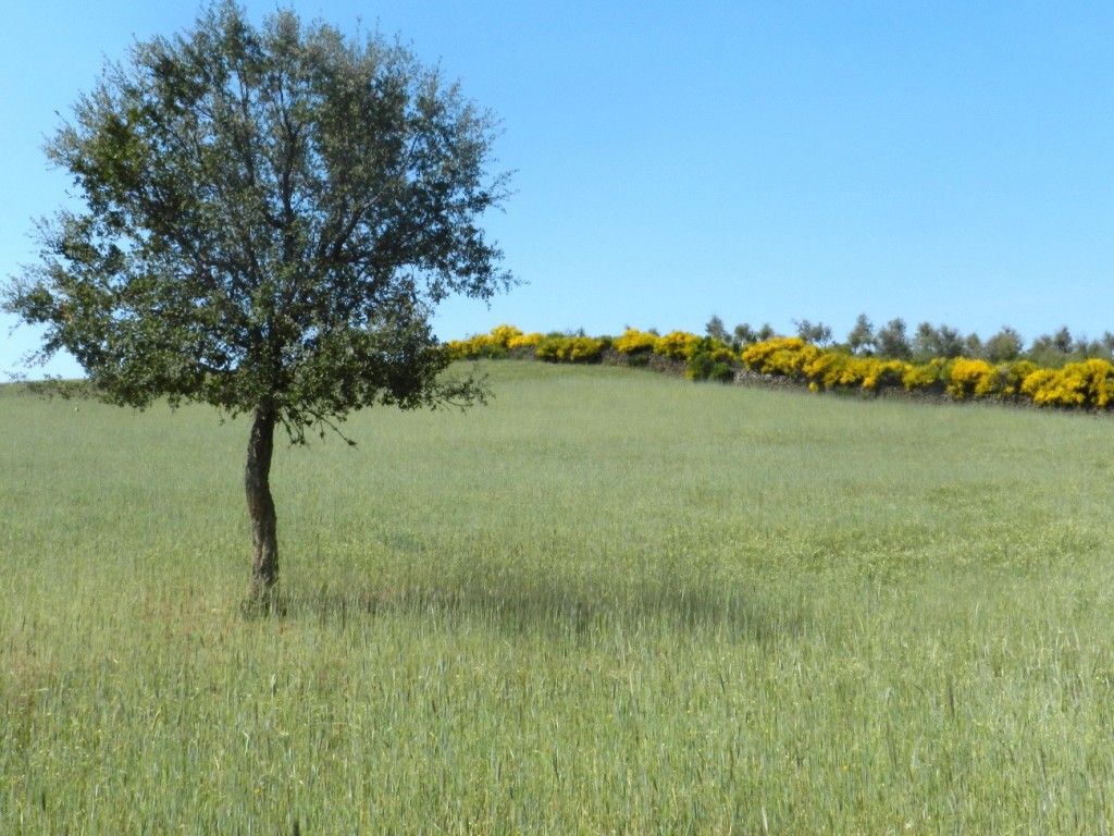 FarmLand