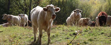 Plataforma por la Ganadería Extensiva y el Pastoralismo