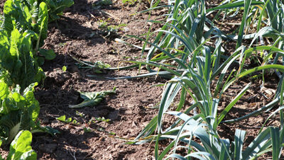 GIASAT. Gestión integral agroecológica de los sistemas alimentarios territorializados