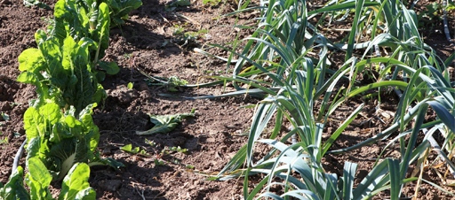 GIASAT. Gestión integral agroecológica de los sistemas alimentarios territorializados