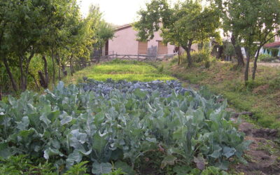 Nos hacemos eco de un interesante TFM: SATs. Identificación de 18 iniciativas locales para una alimentación sustentable en la provincia de León