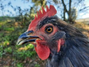 Red de Ciudades por la Agroecologia 200