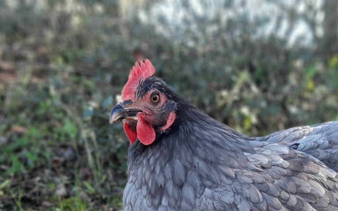 GO Gallina Extremeña Azul