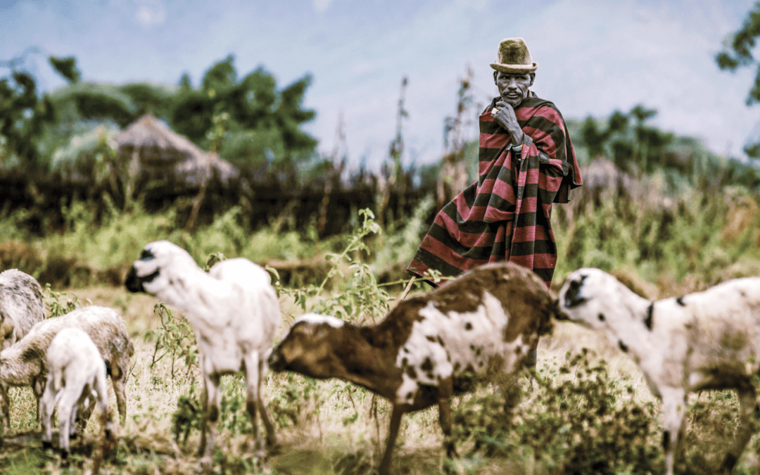 FAO: «La agrosilvicultura es clave para hacer frente al cambio climático»