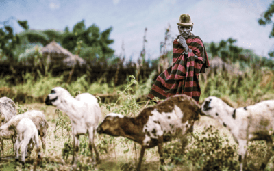 FAO: «La agrosilvicultura es clave para hacer frente al cambio climático»