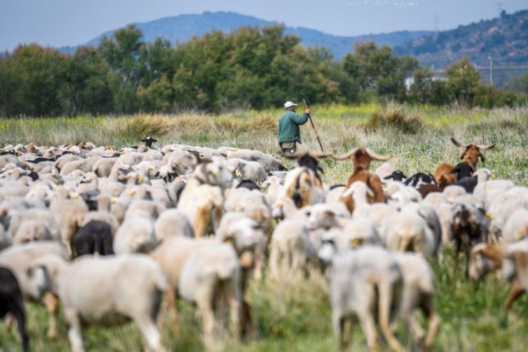 Naturaleza Pastoreada, un proyecto para impulsar el pastoreo como herramienta de conservación de la naturaleza