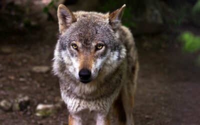 ‘Iniciativa humanidad y fauna silvestre’, una convocatoria de subvenciones a proyectos de coexistencia