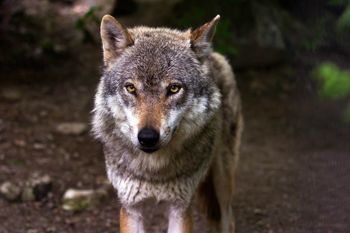 ‘Iniciativa humanidad y fauna silvestre’, una convocatoria de subvenciones a proyectos de coexistencia