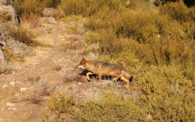 ‘Iniciativa humanidad y fauna silvestre’, una convocatoria de subvenciones a proyectos de coexistencia