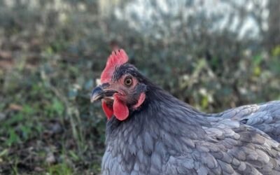 El proyecto Gallina Extremeña Azul presenta un programa educativo para implementar en centros escolares dirigido a la puesta en valor de esta raza