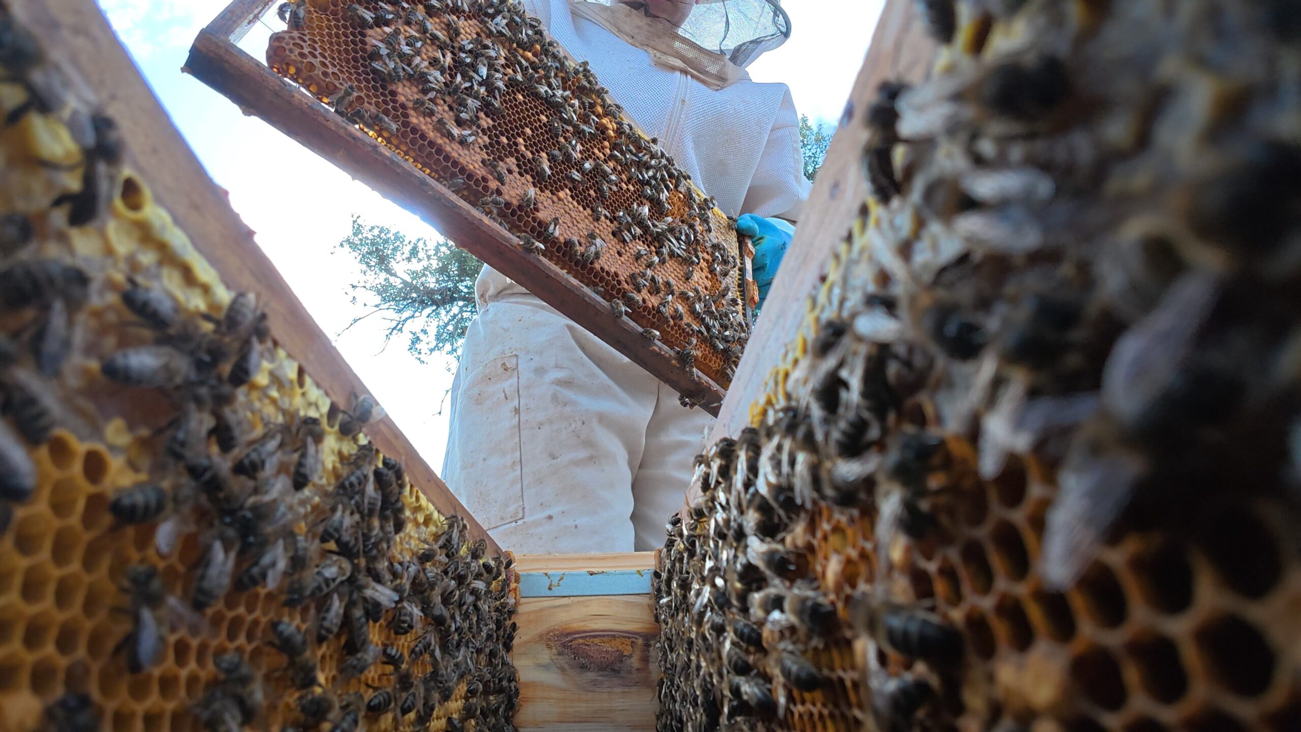 ABEJAS